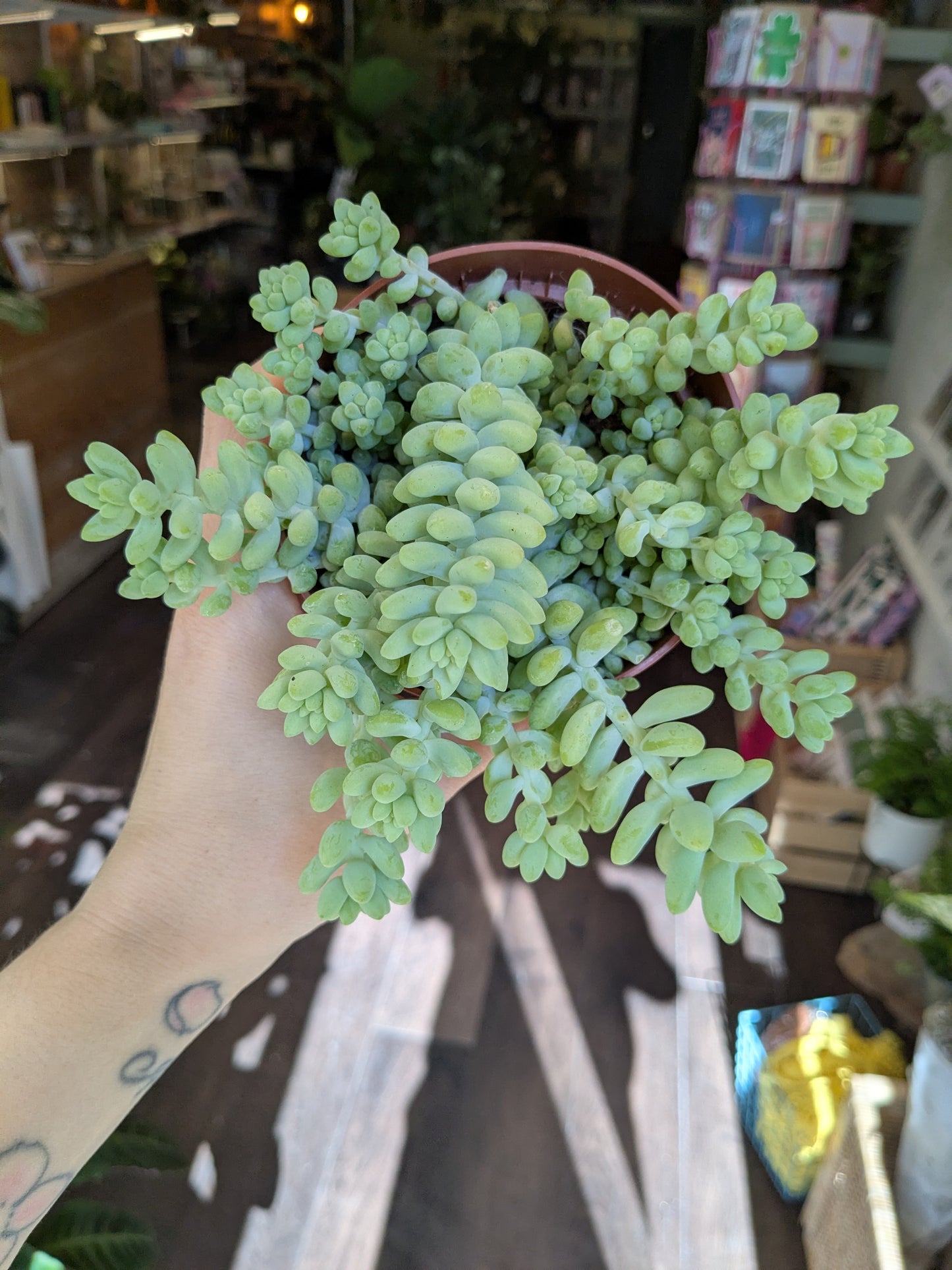 Hand holding a small sedum burrow plant in an indoor setting with shelves in the background.