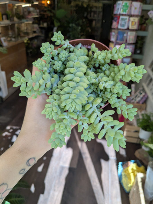 Hand holding a small sedum burrow plant in an indoor setting with shelves in the background.
