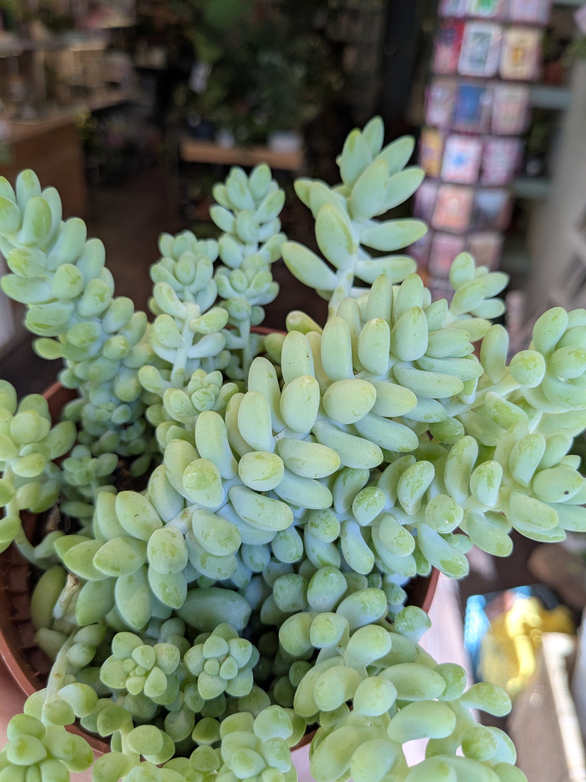 Close-up of a sedum burrow plant with a blurred indoor background