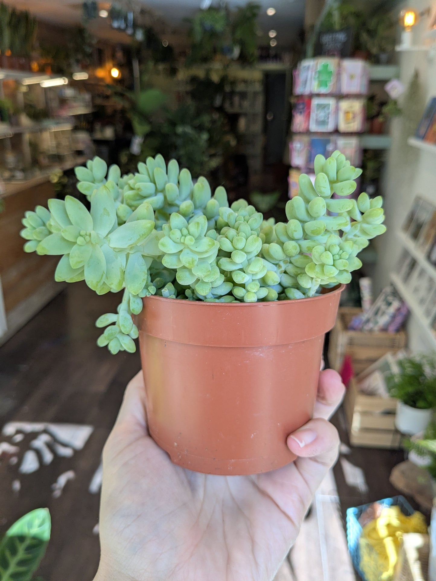 Person holding a potted succulent plant in a store setting