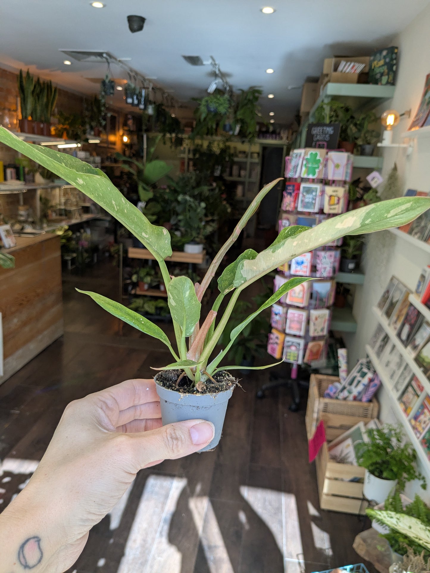 Philodendron Ring of Fire