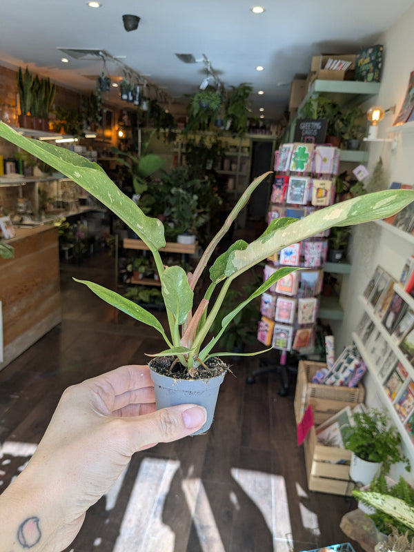 Philodendron Ring of Fire
