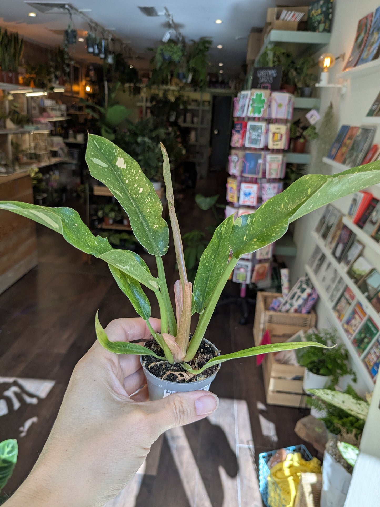 Philodendron Ring of Fire