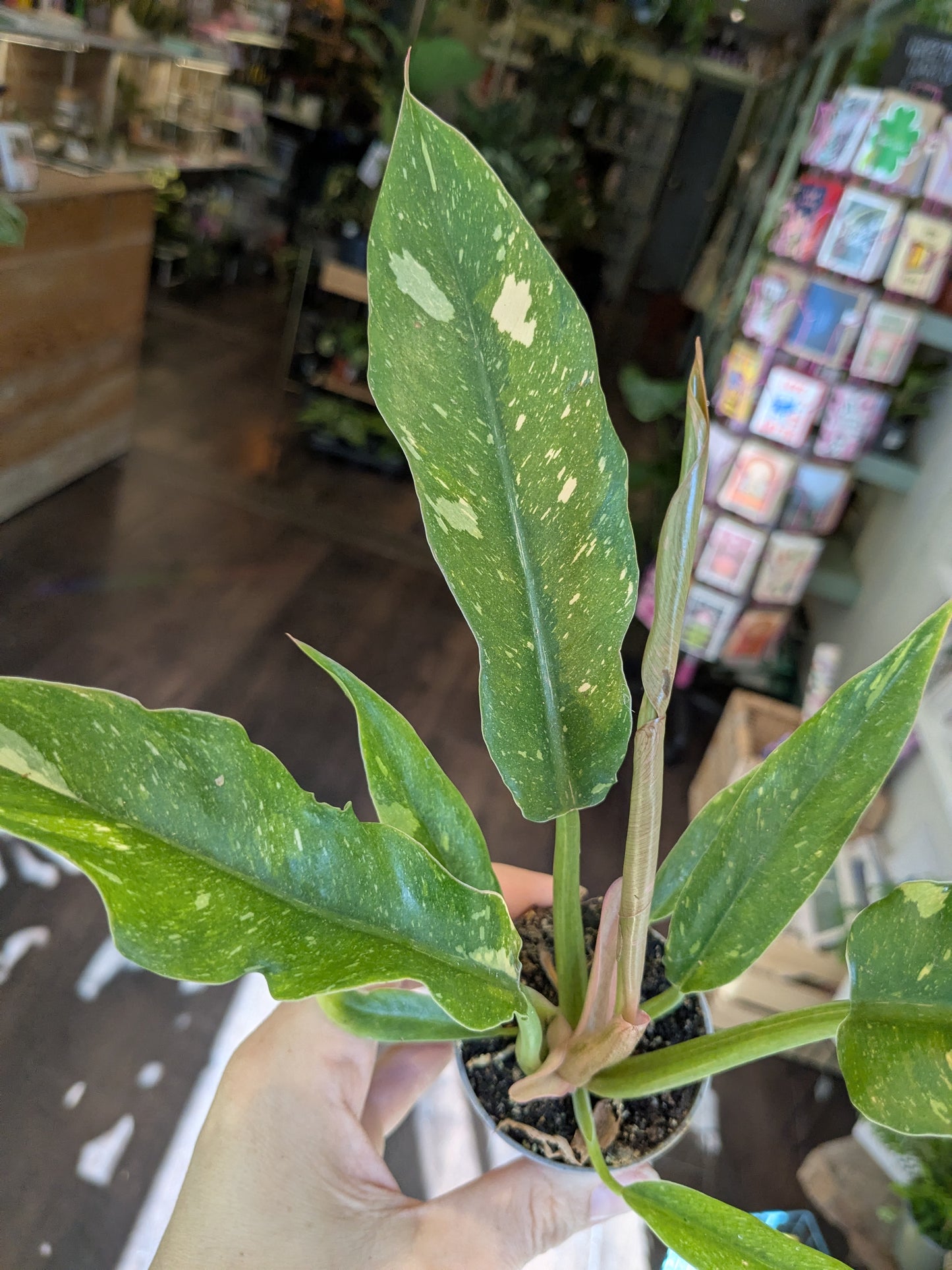Philodendron Ring of Fire