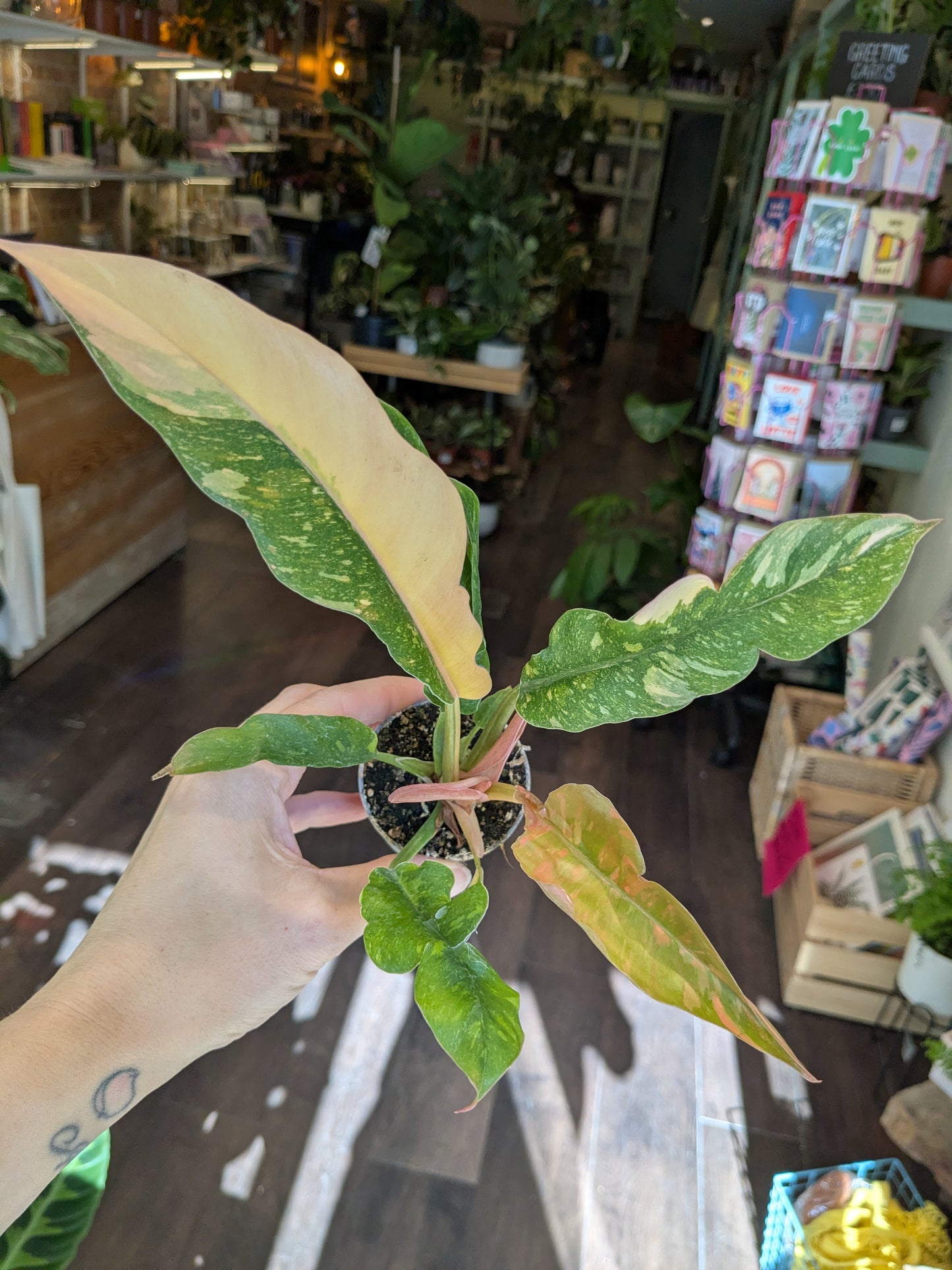 Philodendron Ring of Fire