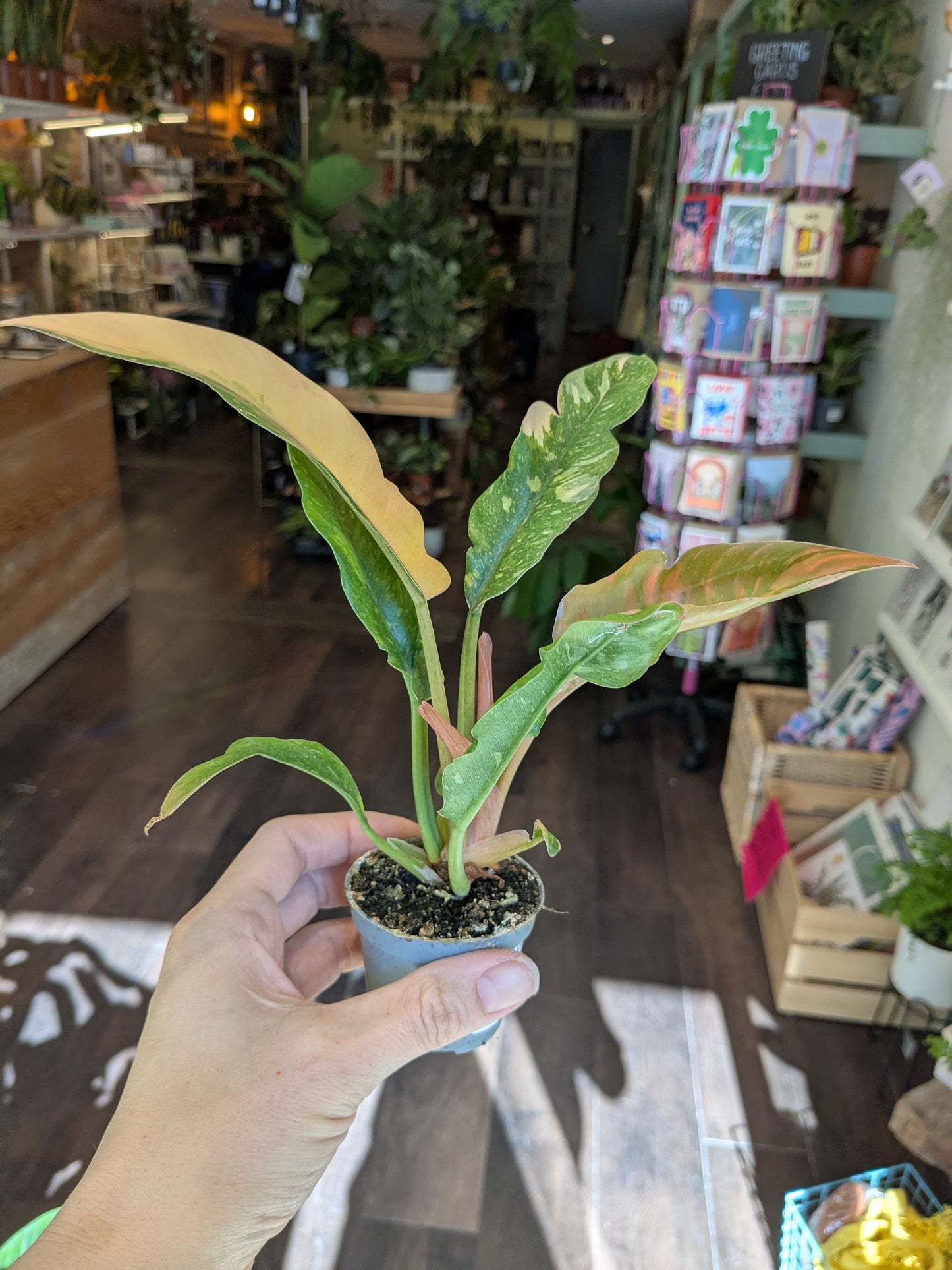 Philodendron Ring of Fire