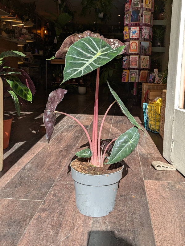 Potted plant on a wooden table with a store interior in the background