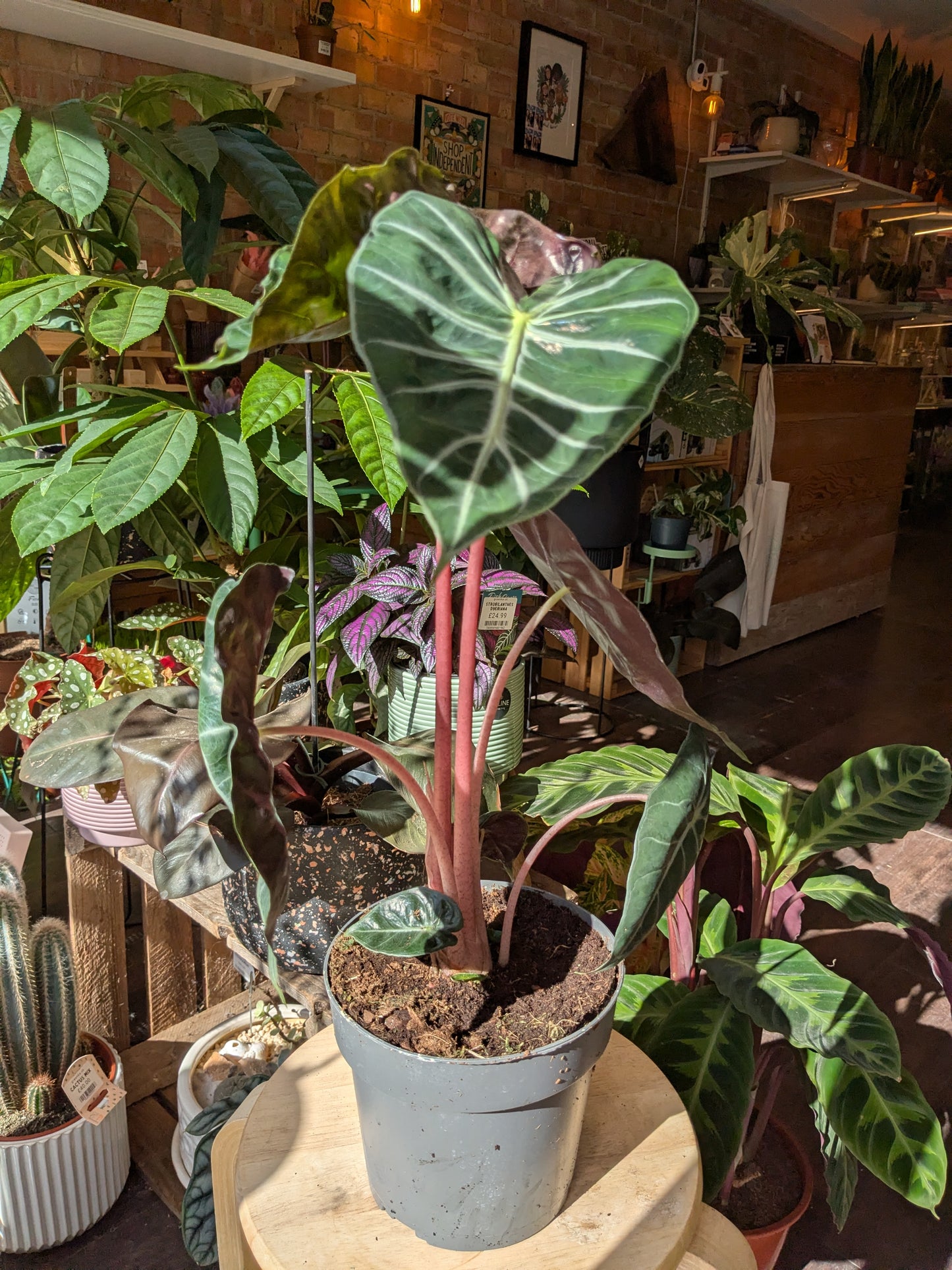 Potted plant on a wooden surface with a background of other plants and decor.