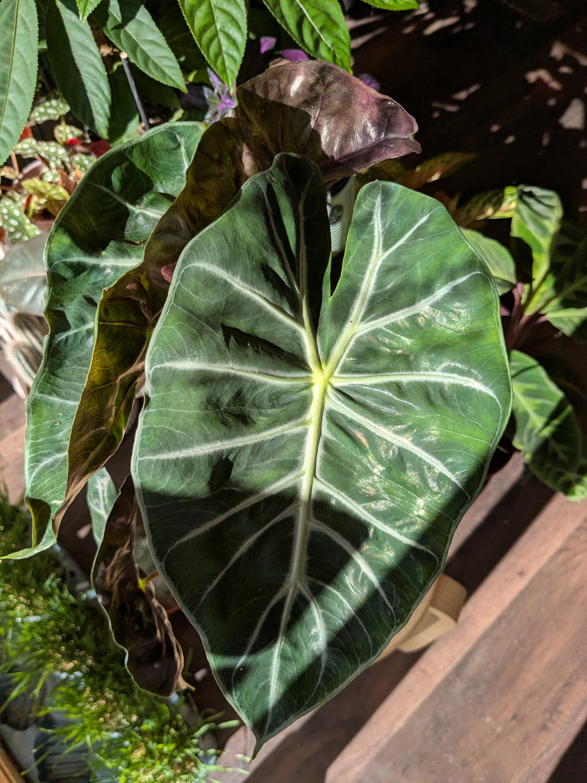 Close-up of a large green leaf with a wooden surface in the background
