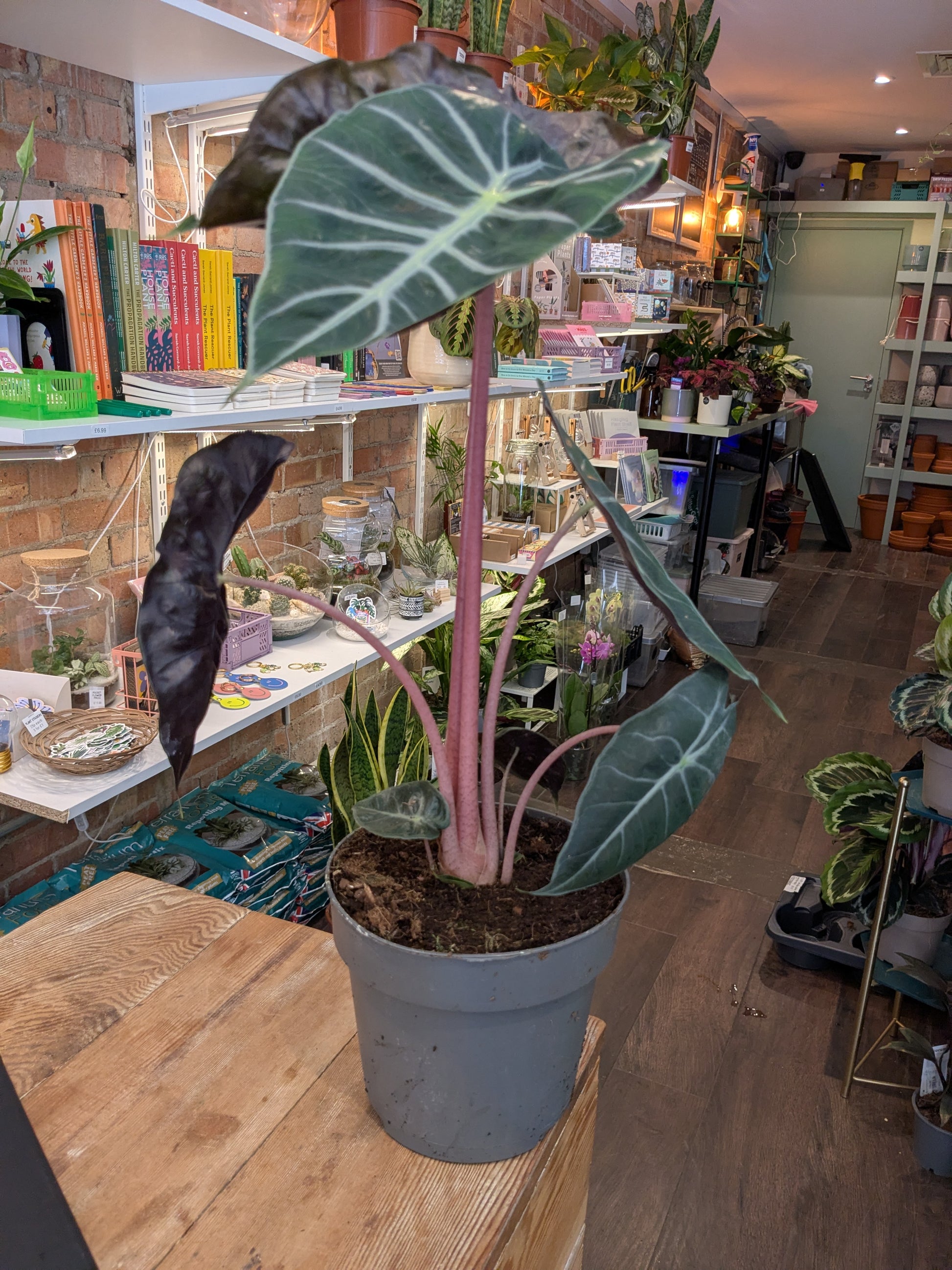 Potted plant on a wooden table with a store interior in the background
