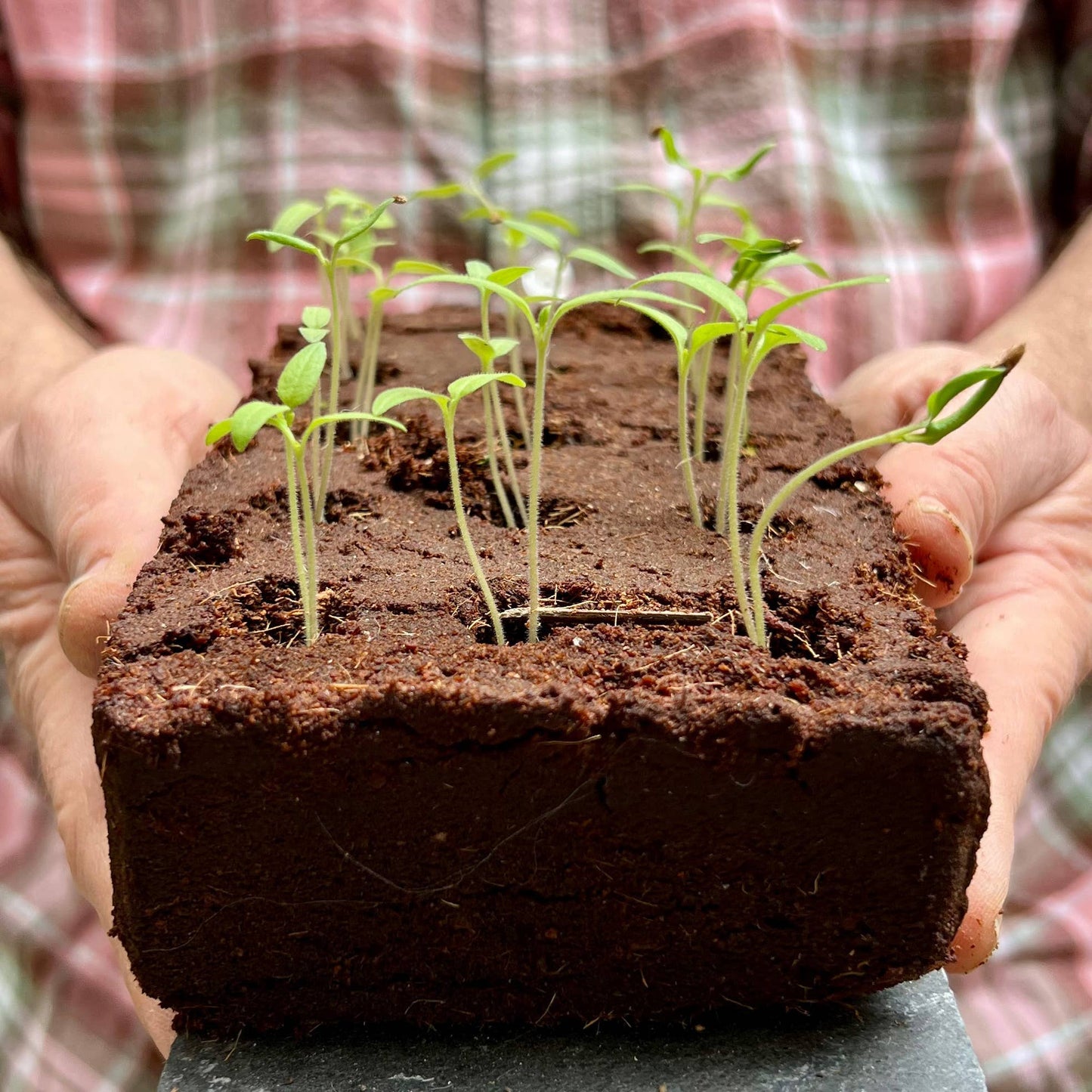 Seedlings in a block of soil held by hands with a blurred background