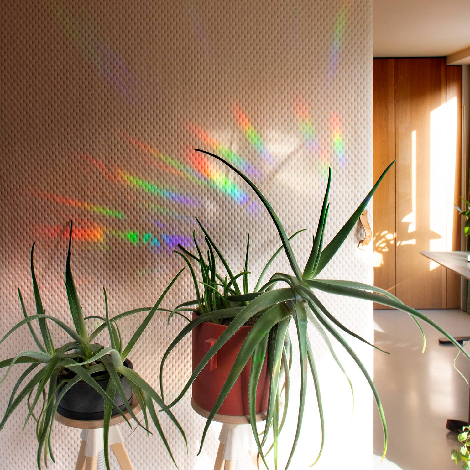 Potted plants in a room with rainbow light effect on the wall