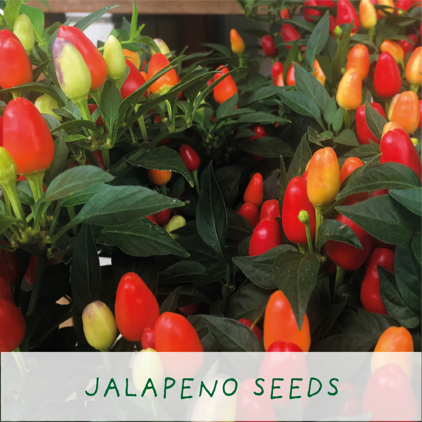Jalapeno peppers with green leaves and red and orange fruits, labeled 'Jalapeno Seeds'.