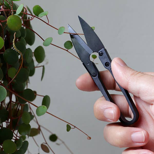 Hand holding a pair of black pruning shears near a green plant.