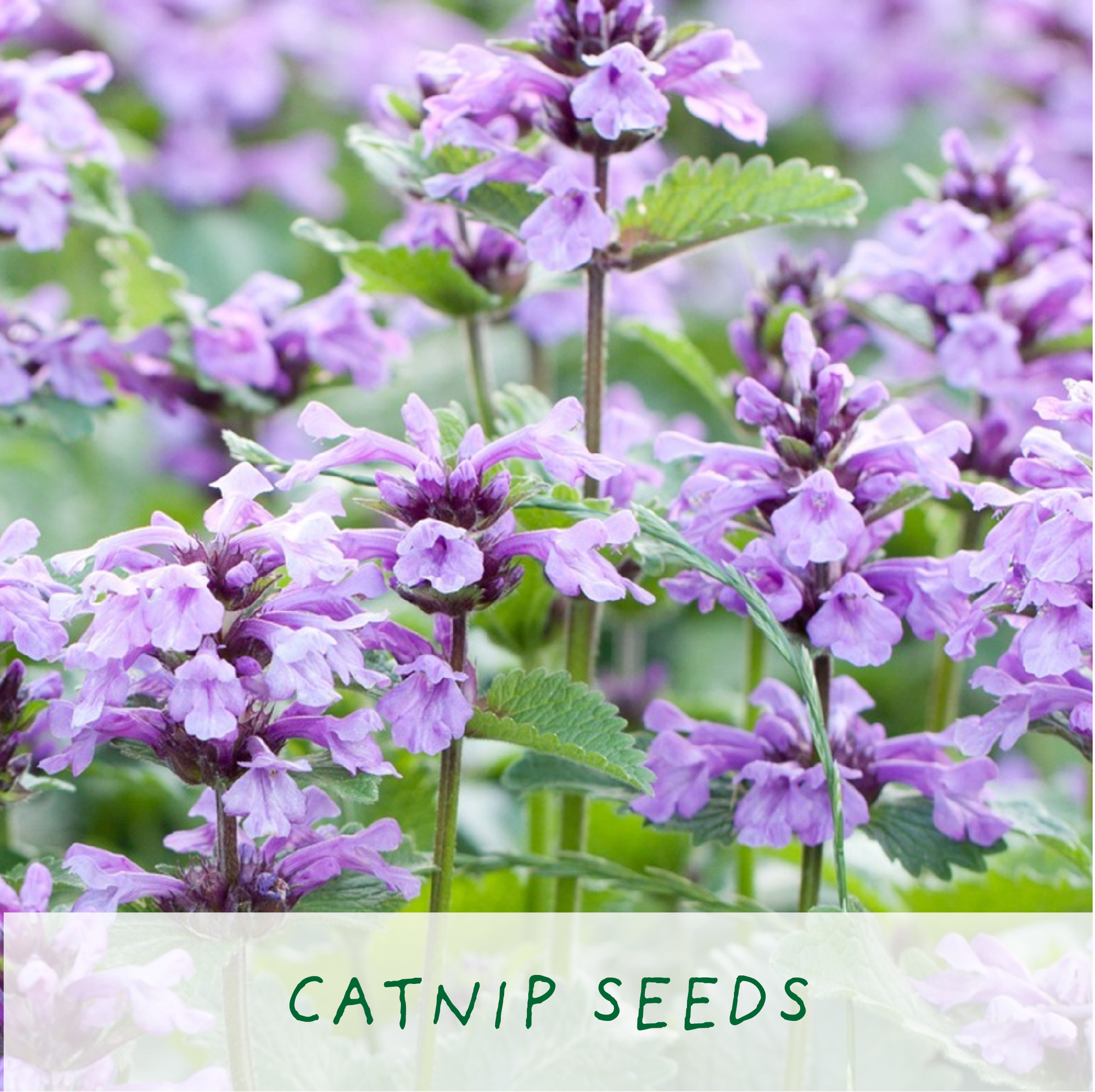 Close-up of purple catnip flowers with a soft focus background