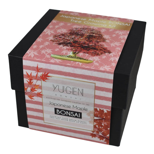 Yugien Bonsai Japanese Maple bonsai tree growing kit packaging on a white background