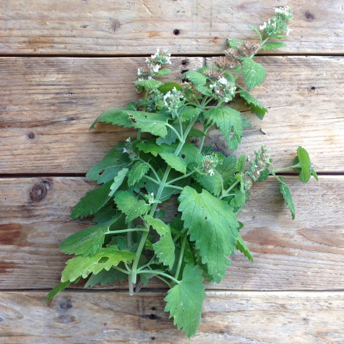 Green leafy plant with small white flowers on a wooden surface