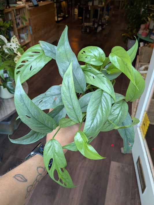 Person holding a green leafy plant indoors with a blurred background